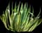 Marginata Agave Plant — design image 4