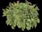 Spot On™ Lungwort — design image 2