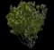 Common Lilac — design image 20