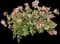 Pink Diamonds Fern-leaved Bleeding Heart — design image 1