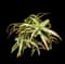 Torch Aloe — design image 26