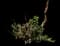 Hardy Living Stone — design image 1