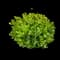 Boxwood Shrub — design image 18