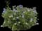 Cape Leadwort — design image 1