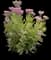 Showy stonecrop — design image 10
