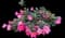 Mandevilla — design image 2