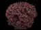 Barberry Bush — design image 2
