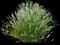 Edelweiss Lavender — design image 1