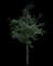 Okame Cherry Tree — design image 2