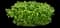 Cole's Compact Burning Bush — design image 7