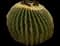 Golden Barrel Cactus — design image 5