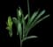Hyacinth — design image 5