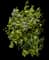Common Lilac — design image 10