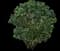 Waxleaf Privet Hedge — design image 6