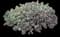 EVERSILVER Creeping Germander (Teucrium) — design image 2
