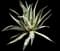 Marginata Agave Plant — design image 6