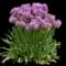Flowering Onion — design image 10