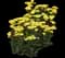 'Firefly Sunshine' Yarrow — design image 2