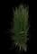 Feather Reed Grass — design image 19