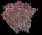 Croton — design image 3