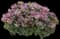 Pardon My Lavender II™ Bee Balm — design image 1