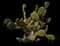 Bunny Ears Cactus — design image 8