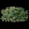 Holly Shrubs — design image 7