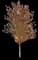 Silver Maple Tree — design image 19