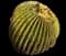 Golden Barrel Cactus — design image 12