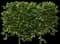 European Hornbeam — design image 4
