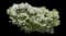 Raphiolepis Clean Sweep™ Snowbank™ — design image 1
