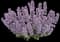 Cat's Pajamas Catmint — design image 1