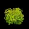 Lemon Candy Ninebark — design image 1