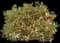 Holly Shrubs — design image 4