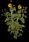 Sunflower — design image 1