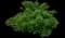 Red Currant — design image 3