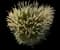 Hush Puppy™ - Dwarf Fountain Grass — design image 6