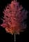 Maple Tree — design image 2