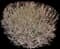Cornelian Cherry Dogwood — design image 3