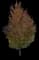 Silver Maple Tree — design image 7