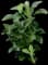 Japanese Spurge Groundcover — design image 4