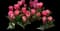 Tulip 'Big Love' — design image 2