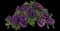 MiniFamous® Neo Lavender Blue Calibrachoa — design image 1