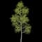 Japanese Hop-hornbeam — design image 2