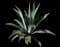 Shaw's Agave — design image 11