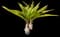 Asiatic poison lily — design image 16