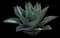 Whale's Tongue Agave — design image 5