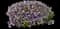 Phlox Plant — design image 3