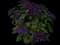 Scentropia™ Dark Blue Heliotrope — design image 1