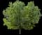 Hackberry Tree — design image 1